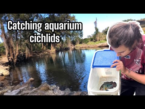 Catching wild aquarium fish/cichlid in a creek