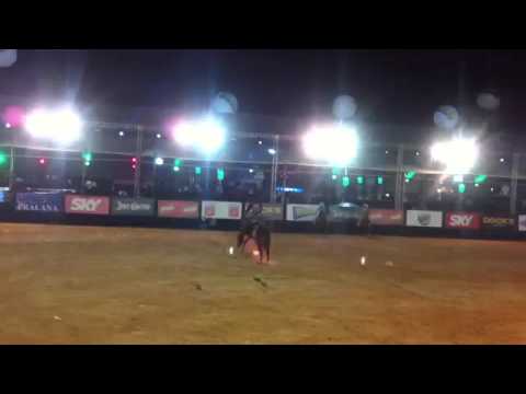 Breno Rocha no Jaguariuna Rodeio Festival 2015