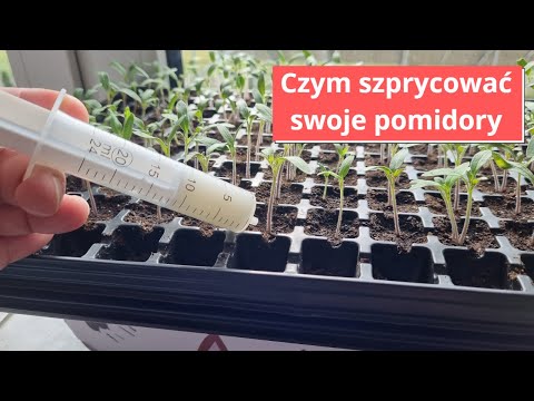 Ratuj, wzmocnij nakarm rozsady pomidorów
