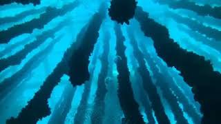 Inmersión en bateas | ISLAS ONS - SANXENXO - PECIO CORDERO GONZáLEZ - Pontevedra Portonovo Spain foto 2