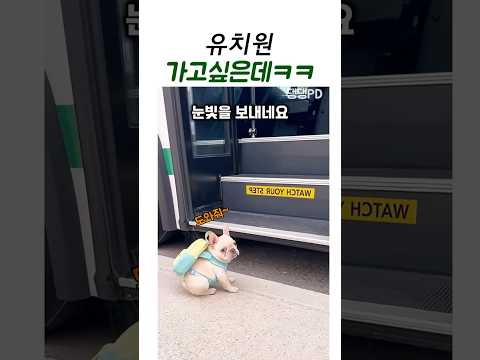유치원 가고 싶은데… 버스 계단이 너무 높아요 ㅋㅋ
