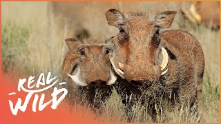 Download lagu Baby Warthog Goes On The Hunt For A Friend | Wildlife Nannies mp3