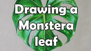 Drawing a monstera leaf in colored pencil