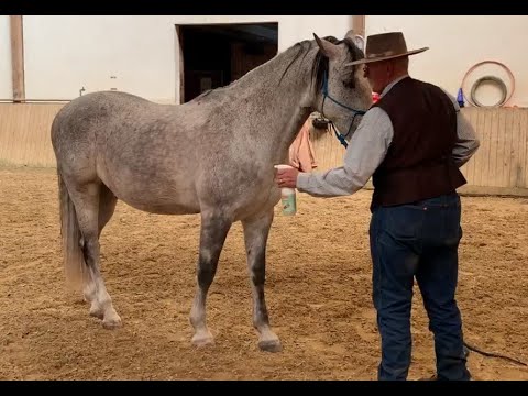 Hilfe, mein Pferd hat Angst vor dem Bremsenspray