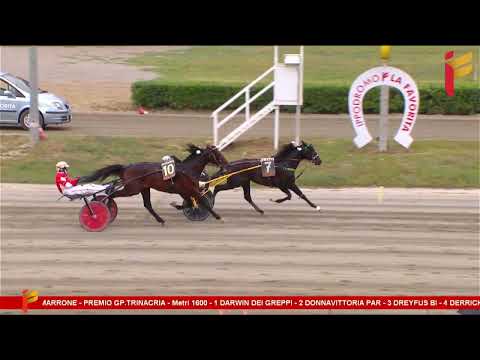 Gran Premio Trinacria - VII Corsa del 13 Maggio 2023 - 4 Anni - Metri 1600
