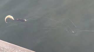 U-BAiT U-CUrL 40cm Black Perch UV