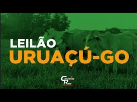 LEILÃO DE GADO DE CORTE SANTIAGO LEILÕES 25/02/2026 | URUAÇU-GO  |  VENHA FAZER BONS NEGÓCIOS!