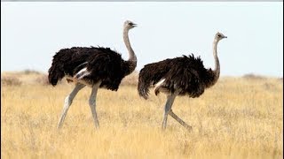 The 10 Best Documentaries About Ostriches