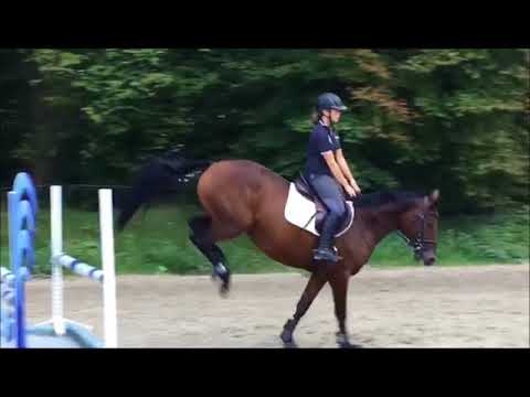 Trakehner Hengstmarkt 2017 - Trainingsimpressionen Kat. Nr. 40 - Stute v. Cornus - Animo xx *2010