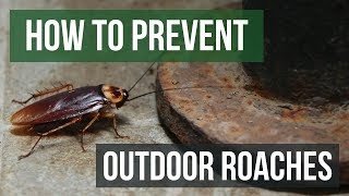 How to Prevent Outdoor Roach Invasions