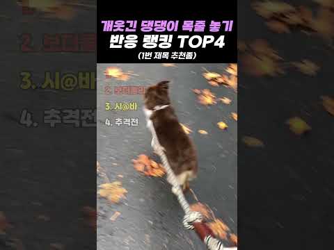 개웃긴 댕댕이 목줄 놓기 반응 랭킹 TOP4