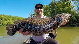 Another GIANT Snakehead While Kayak Bass Fishing!!!! (New PB)