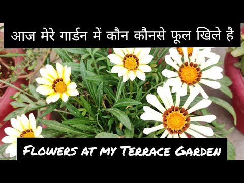 Winter season flowers still flowering at my Rooftop Garden/Gazania/Calendula/Petunia/Kalanchoe/plant