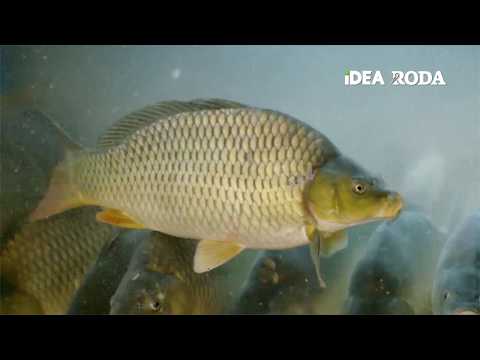 IDEA | Sveži šaran 4-12.12.2019.