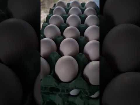 Haga sus órdenes,sólo en piedras blancas,zacualpa quiché Guatemala 🇬🇹