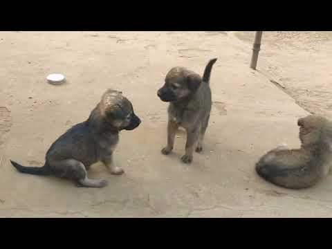 Dog video || Dog #cutedog#dog animal video dog fighting cute puppy#Rdx official