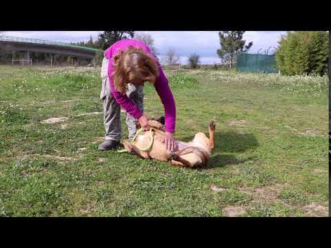 Vídeo de PETRA