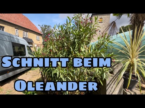 Wie und wann schneide ich mein Oleander