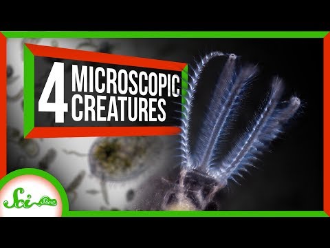 4 Creatures You Can See With Your Own Microscope!
