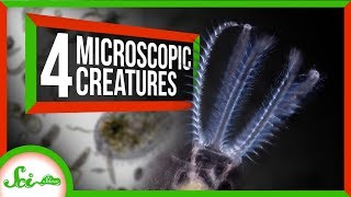 4 Creatures You Can See With Your Own Microscope!