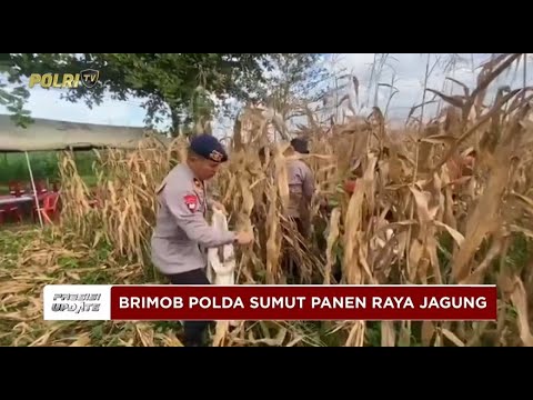 PRESISI UPDATE: BRIMOB POLDA SUMUT PANEN RAYA JAGUNG BERSAMA PEMKO BINJAI 10/04/2025 (18.00)
