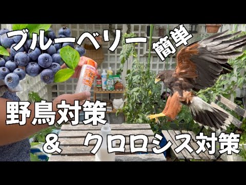 鳥が苗木を食べるのを防ぐ方法