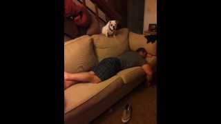 Bulldog finds a comfy place to nap