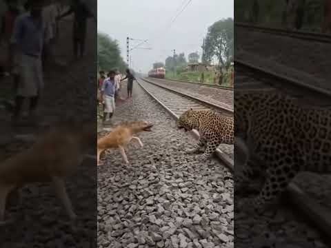 Leopard Catches Prey on Railway Track — Dog Interrupts and Shocks Everyone 😱