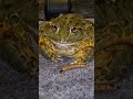 Up Close With A Pixie Frog