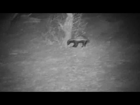 Djuma: Honey Badger - 21::06 - 11/06/19