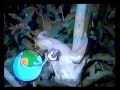 Opening Previews To Really Wild Animals 1994 VHS CTHV PRINT