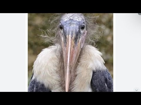 Deckgloom depths - singles