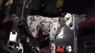 Wilshire Fire Dog: from deaths door to national hero