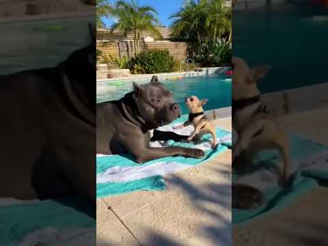 It's a cat and dog story again #shorts