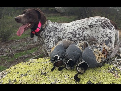 Hunting Valley Quail in Southern California
