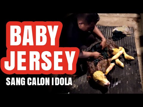 KELAHIRAN SANG CALON IDOLA | LEMBU BENGGOLO #bossbenggolo #arjunaboing #petung #wisanggeni #jersey