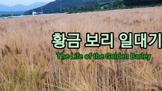 우리가 황금 보리에 미치는 이유 Bori Biography