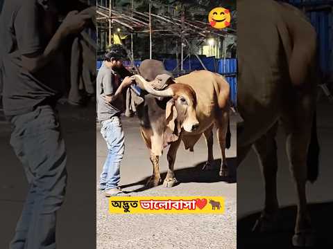 Unbelievable! A Drunk Man’s Emotional Moment with a Street Cow ❤️🐂✅ #streetcows #animallovers #4u