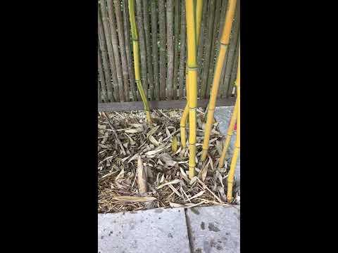Neuaustrieb April, frische Spitzen des Zickzack-Bambus 1/1