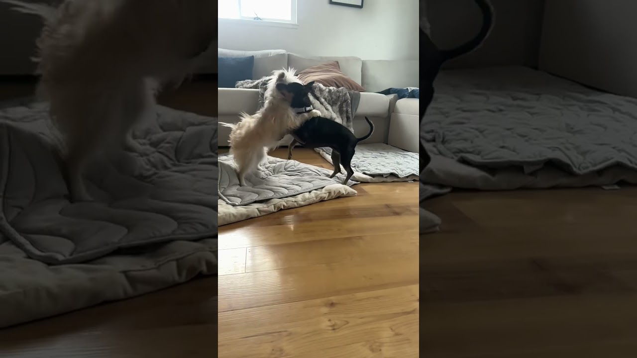 Enlarge Tink, a ADOPTABLE mixed breed in Fort Collins, CO video 6/6