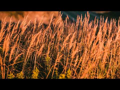 Kendji Girac & Omer Adam - Bomba(Slowed + Reverb)