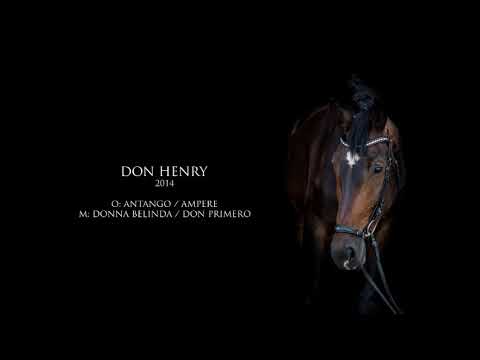 Don Henry (Antango x Don Primero)