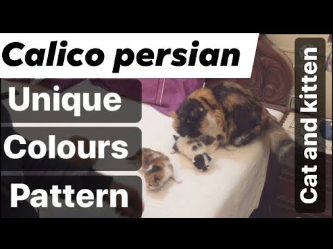 Calico persian cat / important information about calico persian cats and kitten / Urdu / Hindi