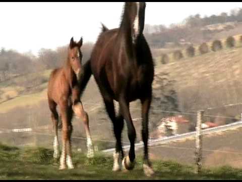 la pouliche de soliman de hus et tiana/jazz a 7 jours