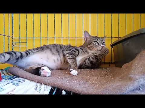 DENGKURAN PAIJO AND ANCHI , KUCING KAKI 3 DAN KUCING TANPA EKOR, LIHAT KEADAAN KUCING DI TPS PASAR