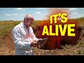 AI Scanned Mel S Hole And Found Something Living At The Bottom