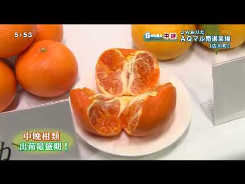 20210225JAありだ中晩柑