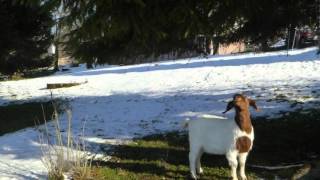 Die süßen Früchte hängen hoch, auch für Ziegen! – Bodensee – Rorschach - Schweiz