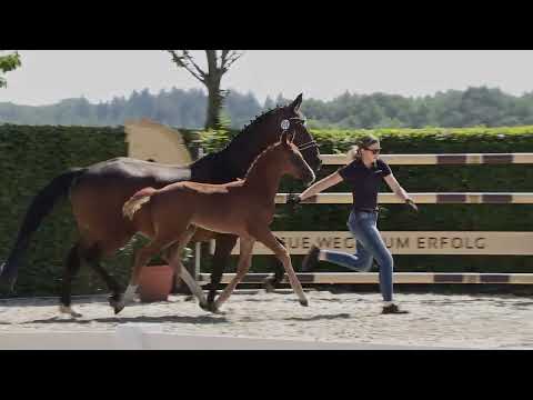 Hf v Bellany x Don Romantic x Florencio I 2022