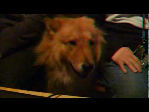 Troisdorf  der Hund der alles kaputt macht